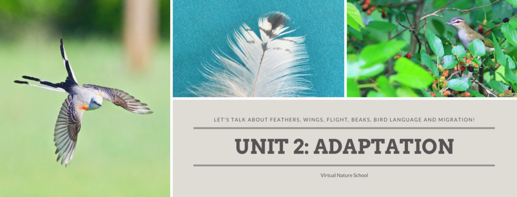 UNIT 2: ADAPTATION Header