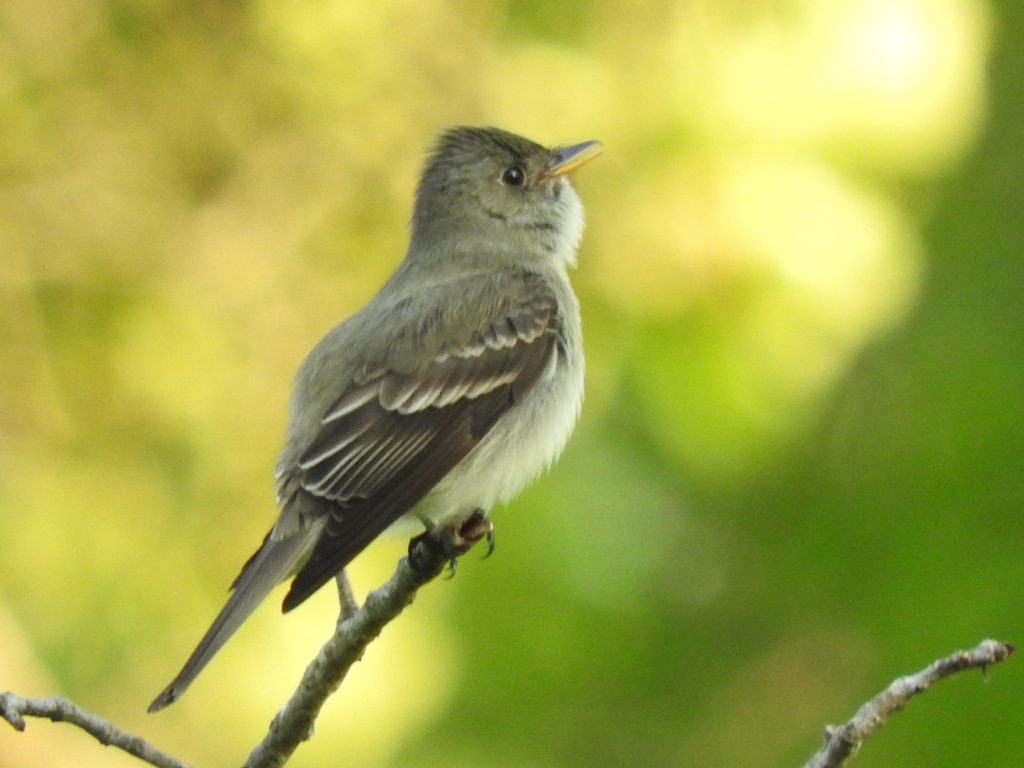 Eastern Wood-Pewee