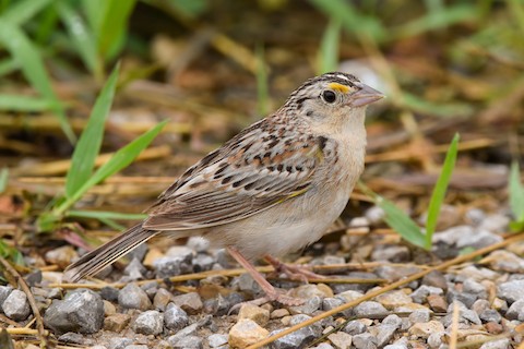 Grasshopper Sparrow