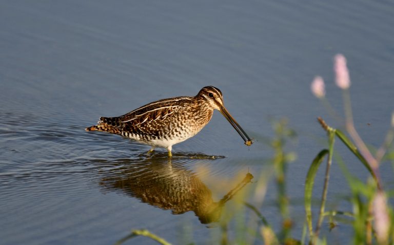 Wilson’s Snipe by Paul Moffett