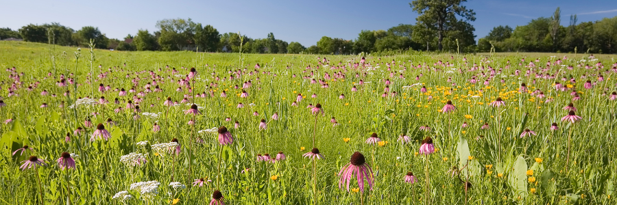 Missouri Prairie