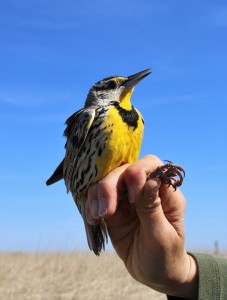 Eastern Meadowlark