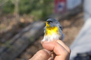 Northern Parula