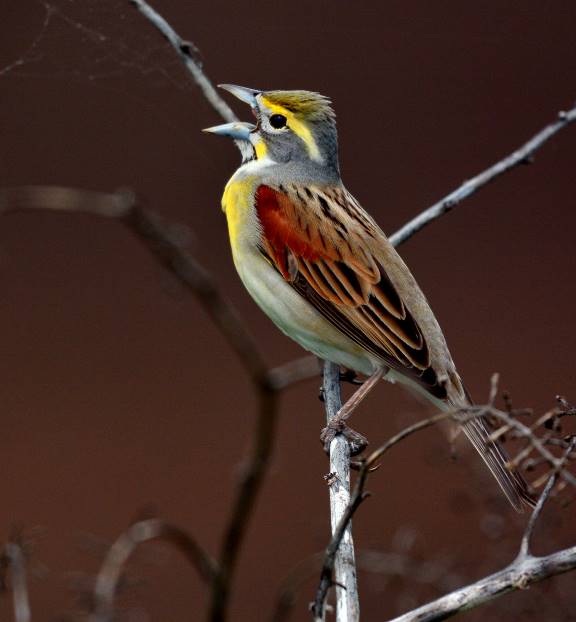 Dickcissel in song. Photo by Doug Hardesty.