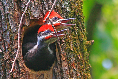 Waiting for Mom Photographer: Marvin De Jong 