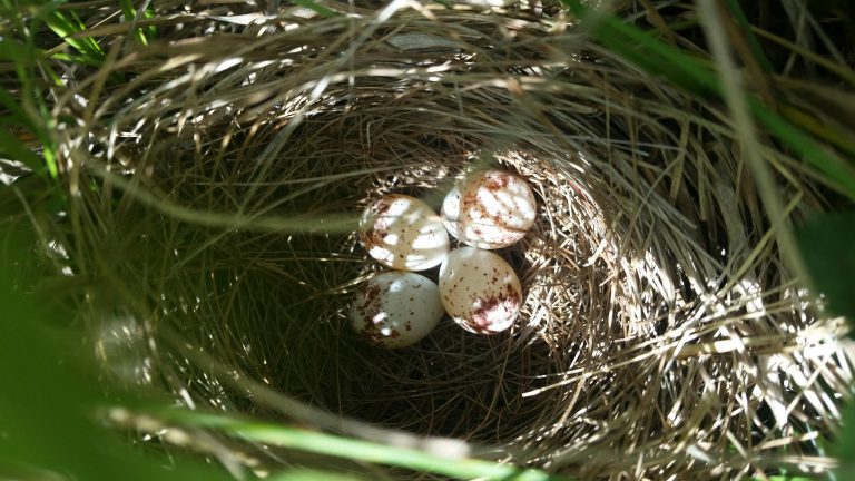 Henslow's Sparrow eggs
