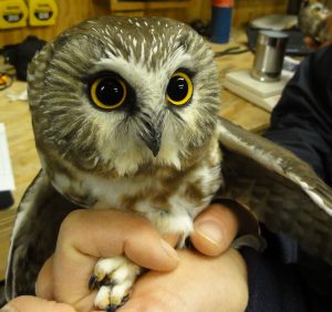 Northern Saw-whet Owl