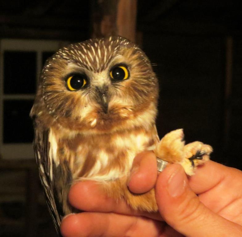 Northern Saw-whet Owl captured on October 30th; photo by Steve Garr.